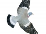 Illustration of Wood Pigeon (Columba palumbus) (#4370)