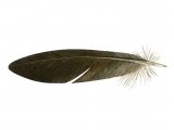 Illustration of Wood Pigeon alula feather (Columba palumbus) (#4373)