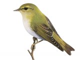 Illustration of Wood Warbler (Phylloscopus sibilatrix) (#3370)