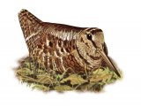 Illustration of Woodcock (Scolopax rusticola) (#3659)