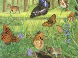 Illustration of Woodland Summer Butterflies (#2756)