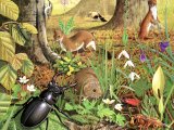 Illustration of Woodland Floor in Spring (#2761)
