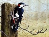 Illustration of Great Spotted Woodpecker (Dendrocopos major) (#0426)