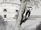 Illustration of Great Spotted Woodpecker (Dendrocopos major) (#2946)