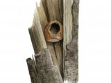 Illustration of Woodpecker hazel nut feeding sign (#4161)