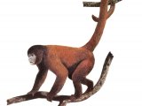Illustration of Wooly Monkey (Lagothrix Lagotricha) (#3739)