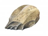 Illustration of Worked Flint (#0121)