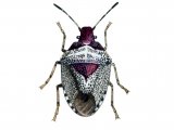 Illustration of Woundwort Shieldbug (Eysarcoris fabricii) (#2135)