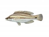 Illustration of Wrasse (Painted) (female) Crenilabrus tinca (#1108)