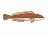 Illustration of Wrasse (Rainbow) (female) Coris julis (#1243)