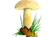 Illustration of Xerocomus moravicus (Tawny Bolete) (#2018)