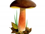 Illustration of Xerocomus pruinatus (Matt Bolete) (#2015)