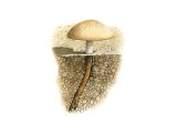Illustration of Xerula xeruloides (#3930)