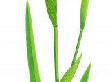 Illustration of Yellow Flag (Iris pseudacorus) (#2072)