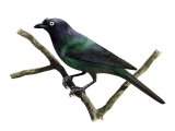 Illustration of Yellow-eyed Starling (Aplonis mystacea) (#2219)