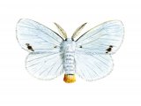Illustration of Yellow-tailed Moth (Euproctis similis) (#2791)