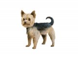 Illustration of Yorkshire Terrier (Canis lupus familiaris) (#3757)
