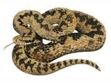 Illustration of Adder (Vipera berus) (#0666)