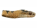 Illustration of Adder (Vipera berus) (#1307)