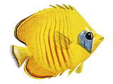 Illustration of Addis Butterflyfish (Chaetodon semilarvatus) (#1007)