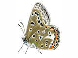 Illustration of Adonis) Blue female (Polyommatus bellargus) (#1369)