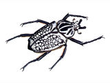 Illustration of African Goliath Beetle (Goliathus orientalis) (#0423)