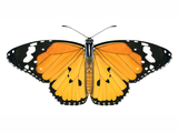 Illustration of African Monarch (Danaus chrysippus) (#2178)