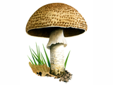 Illustration of Agaricus augustus (The Prince) (#1638)