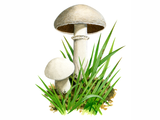 Illustration of Agaricus bisporus (#1598)