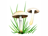 Illustration of Agaricus comtulus (#1645)