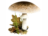 Illustration of Agaricus impudicus (#1615)