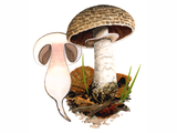Illustration of Agaricus lanipes (#1604)
