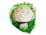Illustration of Agaricus litoralis (#1624)