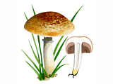 Illustration of Agaricus lutosus (#1643)
