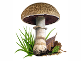 Illustration of Agaricus pseudovillaticus (#1603)