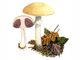 Illustration of Agaricus silvicola (Wood Mushroom) (#1636)