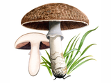 Illustration of Agaricus subperonatus (#1606)