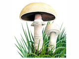Illustration of Agaricus urinascens var. excellens (#1625)