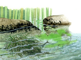 Illustration of Algae (Blue-green & Cladophora) (#0979)