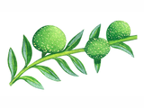 Illustration of Algae (Chaetophora) (#0976)