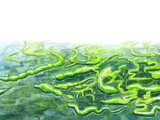 Illustration of Algae (Green Gut Weed) enteromorpha intestinalis (#0978)