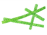 Illustration of Algae (Spirogyra) (#0977)
