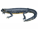 Illustration of Alpine Newt (Ichthyosaura alpestris) (#4511)