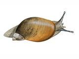 Illustration of Amber snail (aquatic) (Succinea putris) (#0776)