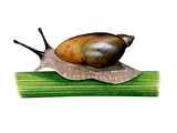 Illustration of Amber snail (aquatic) (Succinea putris) (#1557)