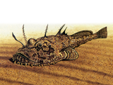 Illustration of Angler Fish (Lophius piscatorius) (#1016)