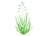 Illustration of Annual bluegrass (Poa annua) (#4644)