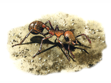 Illustration of Ant (red) Myrmica rubra (#0361)