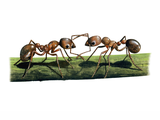 Illustration of Ant (red) Myrmica rubra (#1029)