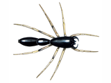 Illustration of Ant Spider sp. (#0635)
